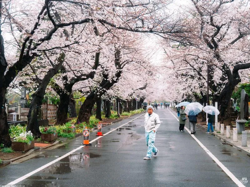 Toko Oleh-Oleh Terbaik di Tokyo