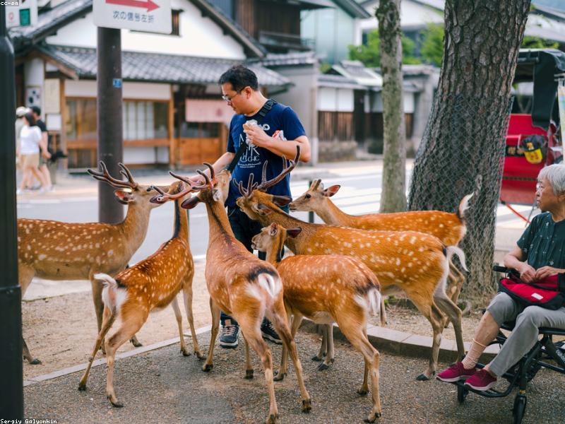 Itinerary 5 Hari di Osaka-Kyoto untuk Keluarga Muslim - Image 6
