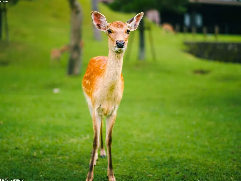 10 Restoran Halal Terbaik di Osaka (Dotonbori) - Image 1