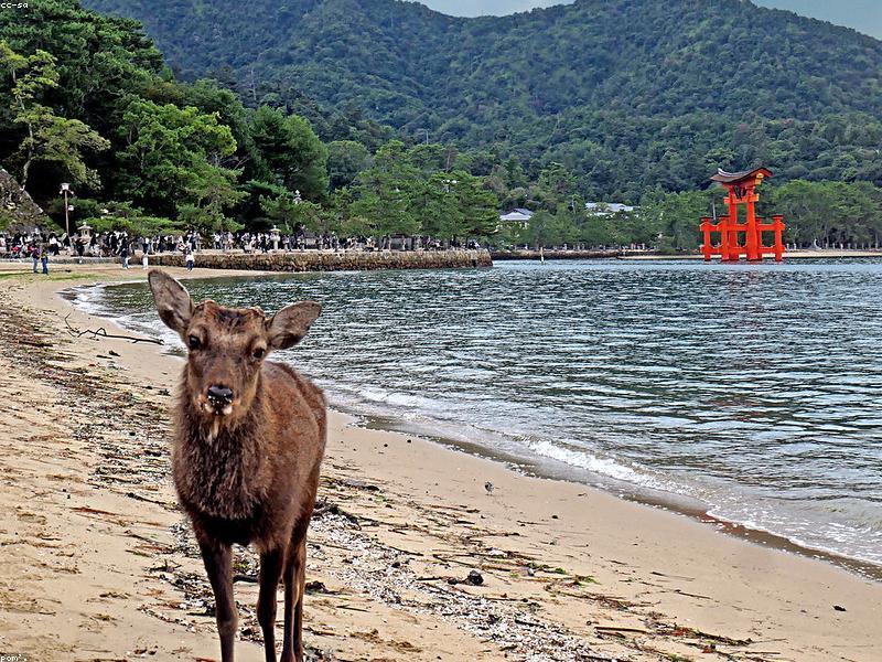 Aplikasi Wajib Travel Jepang 2026: Navigasi Offline, Translate & MAP Halal