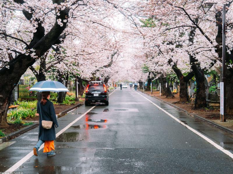 Panduan Oden Halal Jepang 2026: Rebusan Musim Dingin & Tips Aman Muslim - Image 14