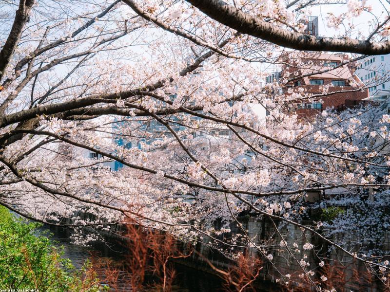 Panduan Wisata Asakusa Tokyo 2026: Sensoji, Nakamise & Tips Halal untuk Muslim - Image 10