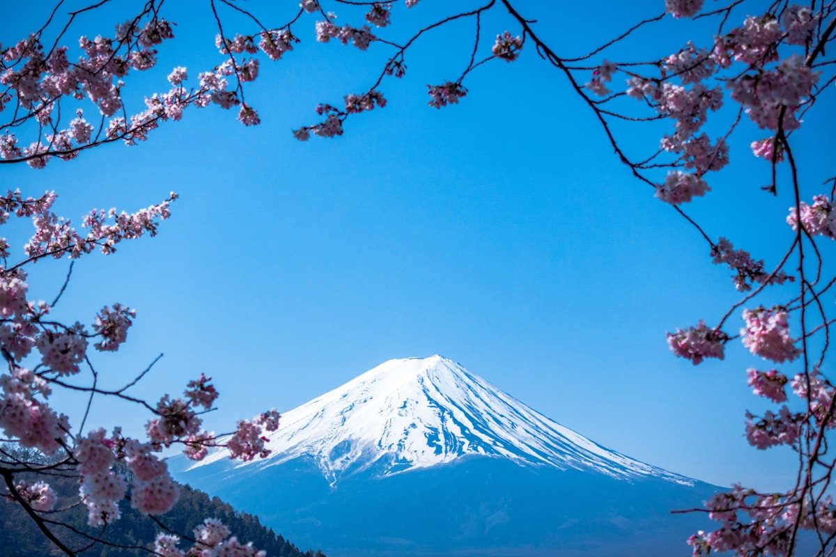 Pohon sakura mekar di taman Jepang dengan pemandangan indah